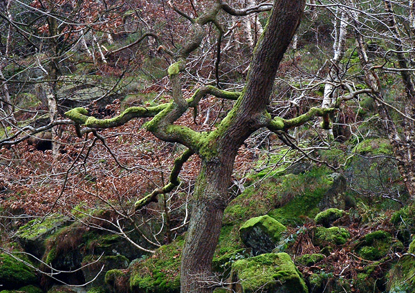 green treeweb.jpg